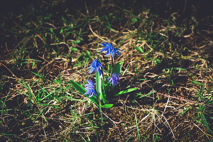 fleurs pétales bleues, printemps, fleurs, herbe, Lettonie, Riga, nature, plantes, Fond d'écran HD