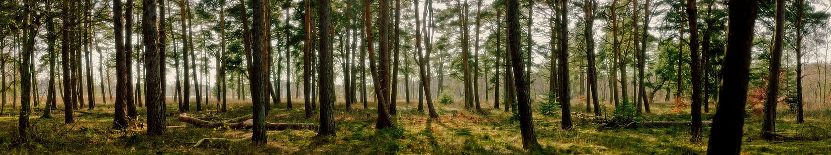 arbres, лес, foret, монитор, мульти, несколько, экран, деревья, тройной, HD обои HD wallpaper