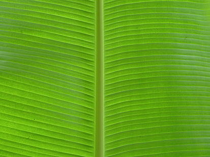бананово листо, тематично за настолни компютри, HD тапет HD wallpaper