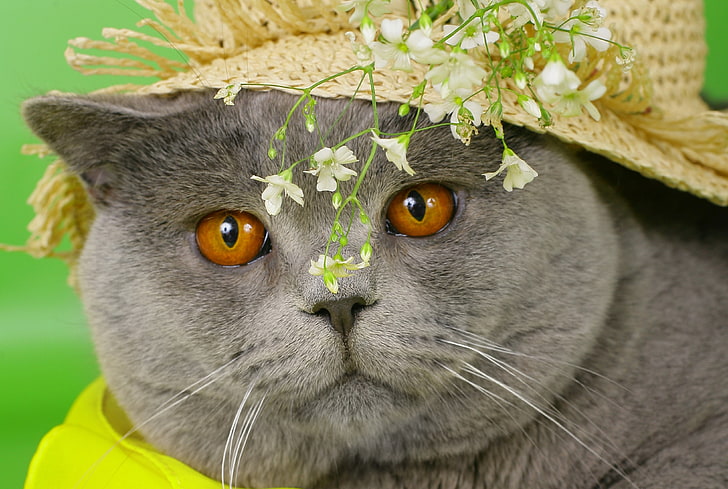 short-haired gray cat, cat, face, briton, hat, flowers, HD wallpaper