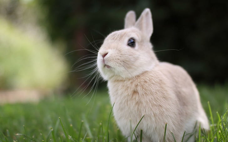 Kaninchengras, Kaninchen, Gras, HD-Hintergrundbild