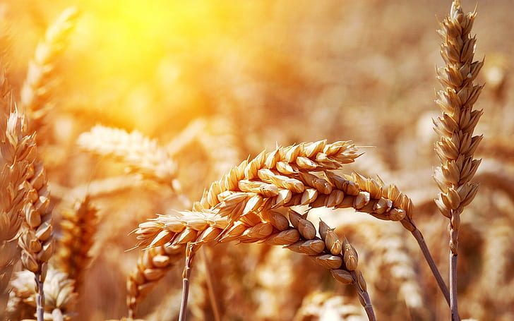 Telinga gandum saat matahari terbenam, tanaman gandum, gandum, matahari terbenam, Wallpaper HD