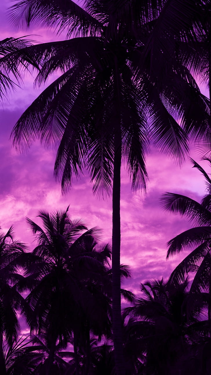 purple background, palm trees, outdoors, dark, sky, HD wallpaper