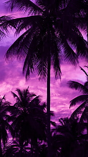 purple background, palm trees, outdoors, dark, sky, HD wallpaper HD wallpaper