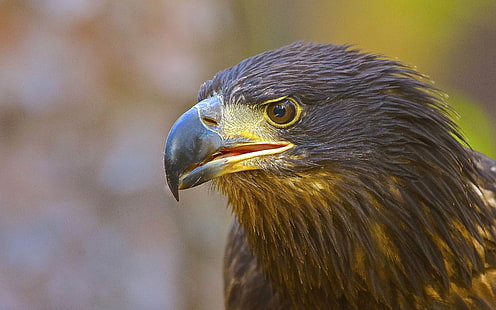 Golden Eagle Juvenile Bird Of Prey Tapety HD na telefony komórkowe i komputery 3840 × 2400, Tapety HD HD wallpaper
