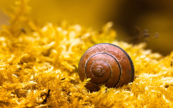 macro, plant, moss, snail, spiral, sink, shell, yellow, HD wallpaper