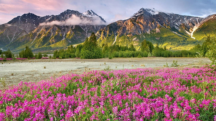 Vårfjälllandskap Kanada-ängblommor med lila gröna bergskog steniga bergstoppar med snövit dimma avdunstning moln Skrivbordsunderlägg HD 3840 × 2160, HD tapet