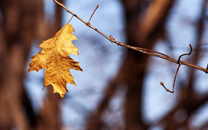 brown maple leaf, leaf, branch, dry, HD wallpaper