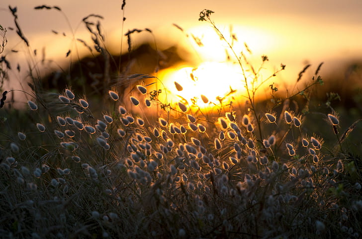 sinar matahari, rumput, bunga, kedalaman bidang, alam, tanaman, Wallpaper HD