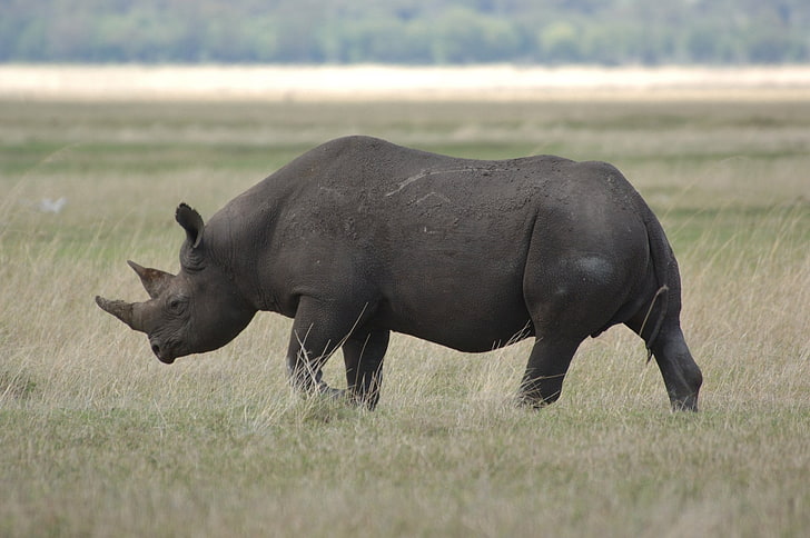 svart noshörning, promenad, noshörning, vacker, stor, fält, HD tapet