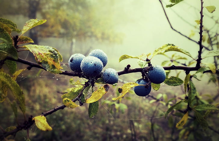 Blueberry, bilberry, blueberry, berry, drop, web, branch, leaves, forest, Nature, fog, HD wallpaper