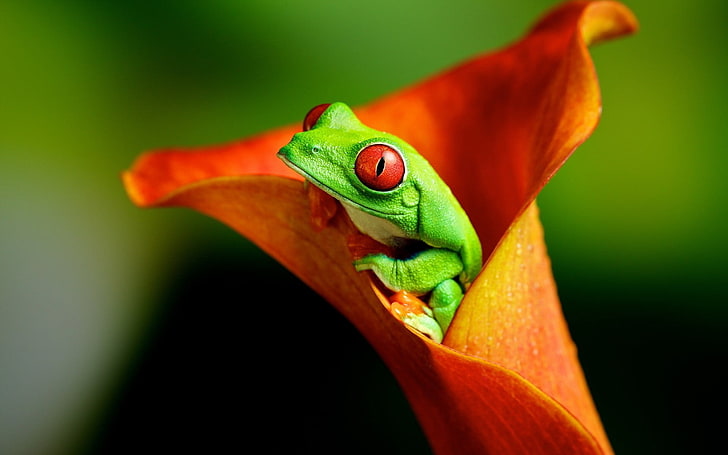 sapo verde de olhos vermelhos, animais, sapo, flores, anfíbio, rãs de olhos vermelhos, HD papel de parede