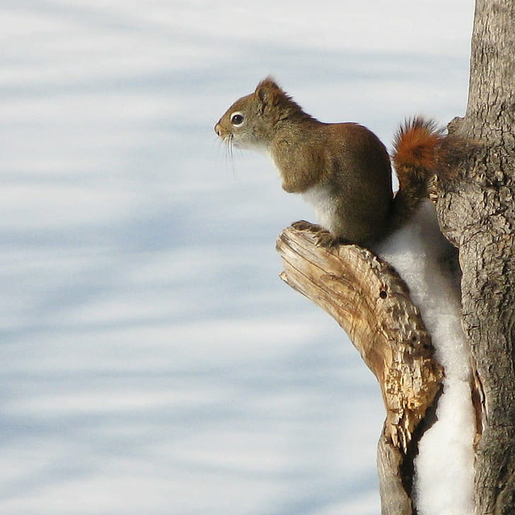 Squirrel standing on tree, le printemps, Waiting for spring, tree, animal, mammal, rongeur, rodent, Sciuridae, Tamiasciurus hudsonicus, Red squirrel, Pine squirrel, nature, Québec, Canada, Canon PowerShot G7, GG, squirrel, wildlife, fur, cute, animals In The Wild, forest, brown, tail, outdoors, HD wallpaper