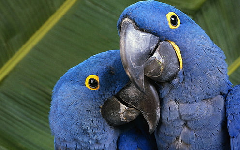 macaws, animals, nature, parrot, birds, HD wallpaper HD wallpaper