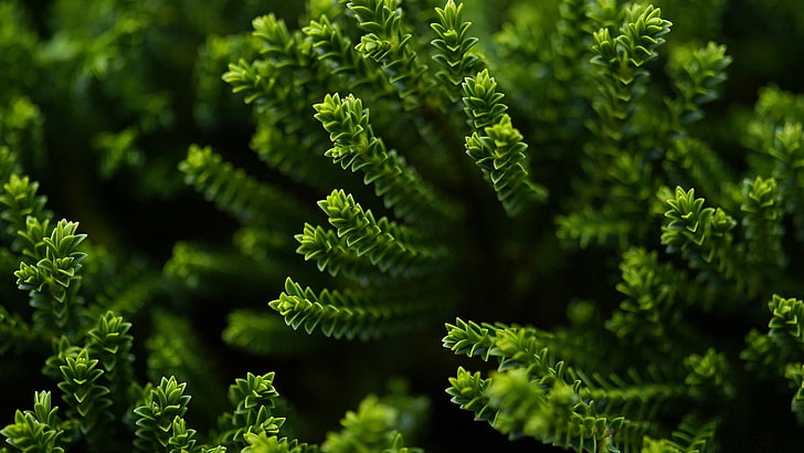 tanaman berdaun hijau, tanaman daun hijau, makro, kedalaman bidang, tanaman, alam, hijau, segar, Wallpaper HD