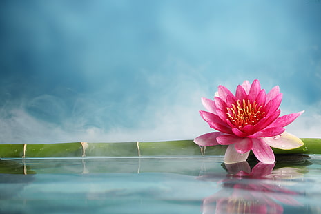 fleur, eau, lotus, bambou, 5k, Fond d'écran HD HD wallpaper