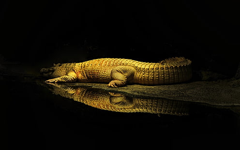 роспись крокодила, крокодилы, жёлтый, вода, рептилии, животные, живая природа, отдых, отражение, солнечные лучи, HD обои HD wallpaper