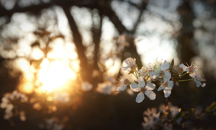 weiße Blumen, Blumen, weiße Blumen, Sonnenlicht, Schärfentiefe, Natur, Bokeh, HD-Hintergrundbild