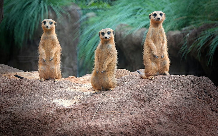 Standing, meerkats, family, Standing, Meerkats, Family, HD wallpaper