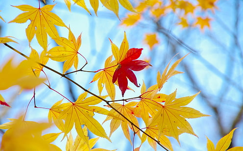 daun kuning dan merah, musim gugur, daun, makro, latar belakang, pohon, Wallpaper, kuning, merah, layar lebar, layar penuh, wallpaper HD, Wallpaper HD HD wallpaper