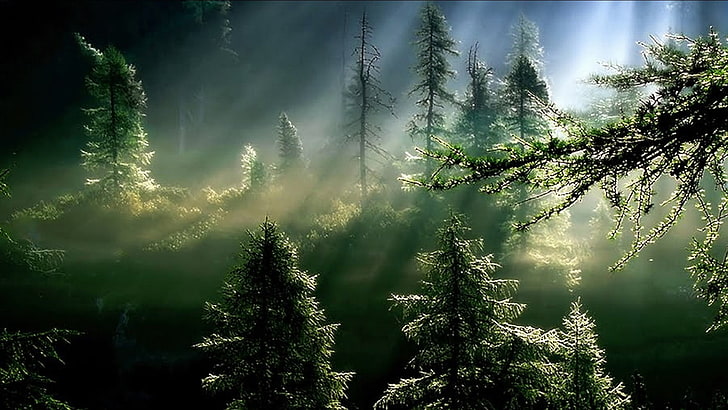 зелено-белое дерево живопись, природа, лес, деревья, HD обои