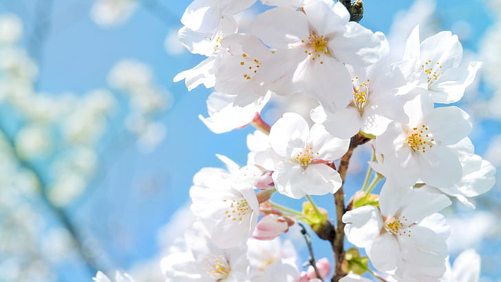 Vita körsbärsblommor på våren, vit-rosa-gul orkidé, vit, körsbär, blommar, vår, HD tapet