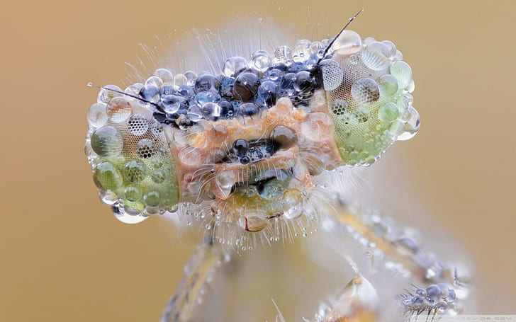 Dew-eyed Dragonfly, makrofotografering av damselfly ansikte, närbild, icke-ryggradsdjur, trollslända, insekt, ögon, djur, huvud, djur, HD tapet