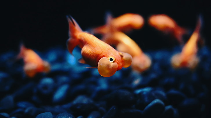 orange fish, fish, Bubble Eye, goldfish, animals, HD wallpaper