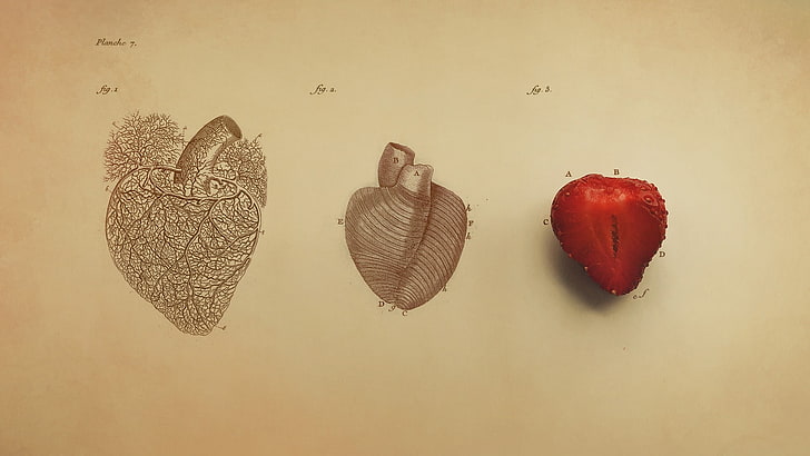 heart and strawberry illustration, heart, digital art, minimalism, simple, simple background, organs, drawing, vintage, veins, text, fruit, strawberries, biology , medicine, infographics, HD wallpaper