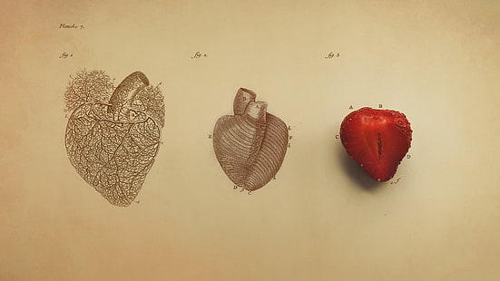 heart and strawberry illustration, heart, digital art, minimalism, simple, simple background, organs, drawing, vintage, veins, text, fruit, strawberries, biology , medicine, infographics, HD wallpaper HD wallpaper