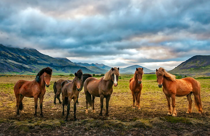 six cheval brun sur l'herbe verte pendant la journée, islande, cheval, islande, Islande, cheval, saga, brun, herbe verte, jour, islandais, nature, animal, montagne, en plein air, mammifère, pâturage, paysage, prairie, scène rurale, herbe, ferme, Fond d'écran HD