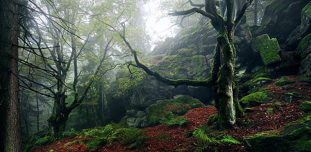 苔で覆われた灰色の岩、自然、風景、森、霧、丘、木、苔、シダ、緑、葉、 HDデスクトップの壁紙 HD wallpaper
