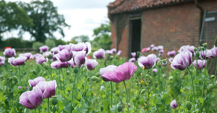 Colore morbido, fiori viola con petali, papaveri, campo di Norfolk, papaveri rosa, Sfondo HD