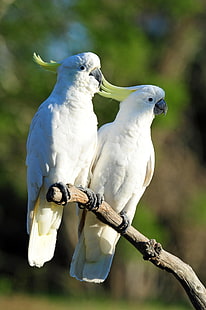 Tiere, Vögel, Natur, Kakadu, Gelbhaubenkakadu, HD-Hintergrundbild HD wallpaper