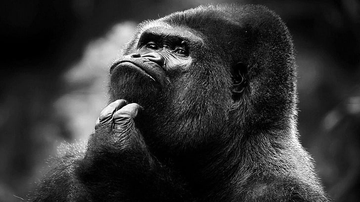 gorilas, monocromo, pensamiento, negro, gris, Fondo de pantalla HD