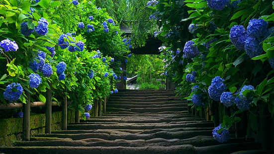 fotografía naturaleza azul azul flores hortensia, Fondo de pantalla HD HD wallpaper