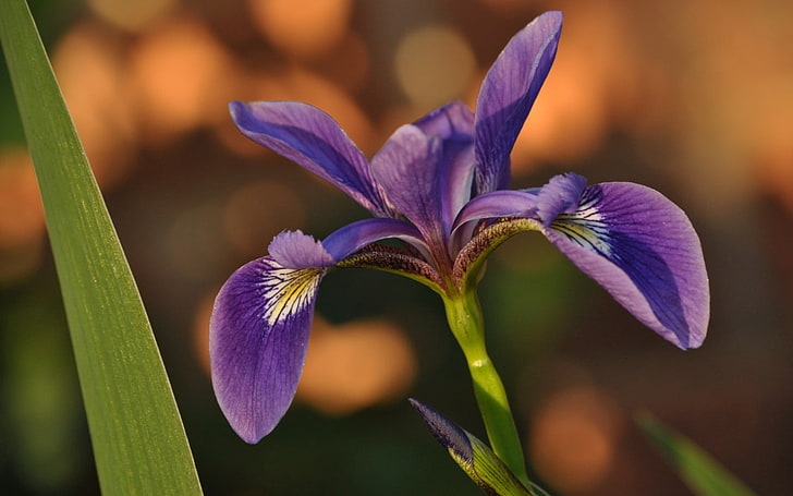 fleur d'iris pourpre et jaune, fleur, iris, pétales, Fond d'écran HD
