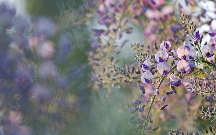fleurs violettes et blanches, fleurs, glycines, fleurs violettes, profondeur de champ, nature, Fond d'écran HD