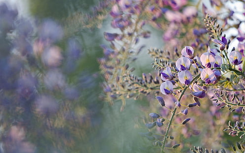 flores púrpuras y blancas, flores, glicinias, flores púrpuras, profundidad de campo, naturaleza, Fondo de pantalla HD HD wallpaper
