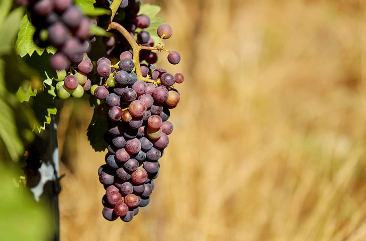 agriculture, blur, close up, focus, food, fruit, fruits, grape, grapes, grow, leaves, vine, vineyard, HD wallpaper