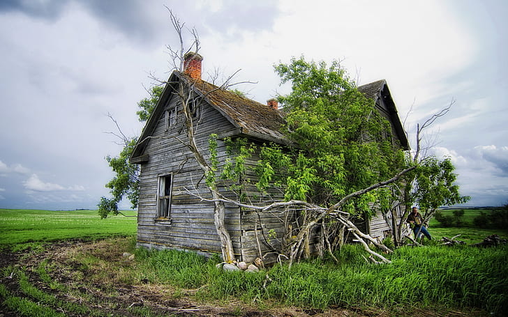 Old Timber House, green plant, vintage house, lost house, HD wallpaper
