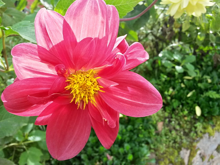 снимка на розово оцветено цвете отблизо, цветя, макро, Непал, HD тапет