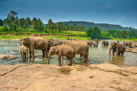 Elefant 4k kostenlos herunterladen pc wallpaper hd, HD-Hintergrundbild HD wallpaper