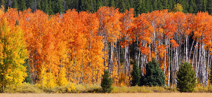 オレンジ色のカエデの木、カラフル、秋、緑、黄色、オレンジ、木、自然、 HDデスクトップの壁紙