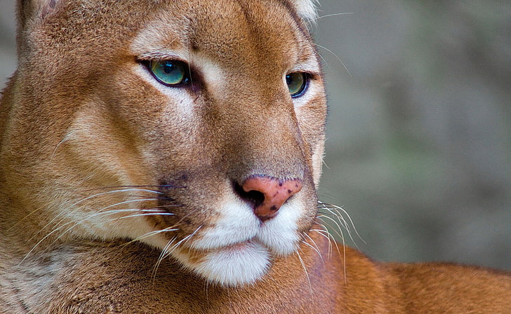 Puma, Brauner Tiger, Tiere, Wild, Fotografie, Tier, Wildtier, Nahaufnahme, Puma, HD-Hintergrundbild
