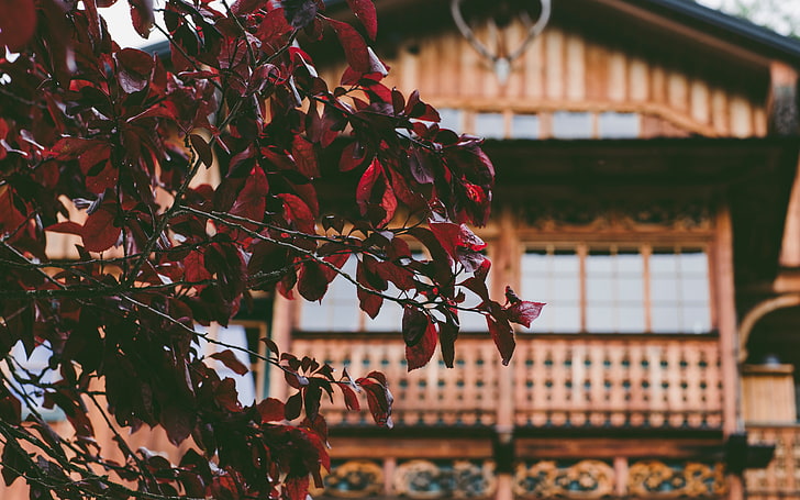 maison en bois marron, arbre, maison, feuilles, Fond d'écran HD