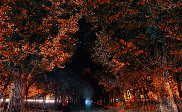Armênia, Gyumri, Árvores de folhas alaranjadas, Temporadas, Outono, Cidade, À noite, Marrom, Árvores, Fantasma, Outono, Exposição longa, Armênia, Gyumri, HD papel de parede
