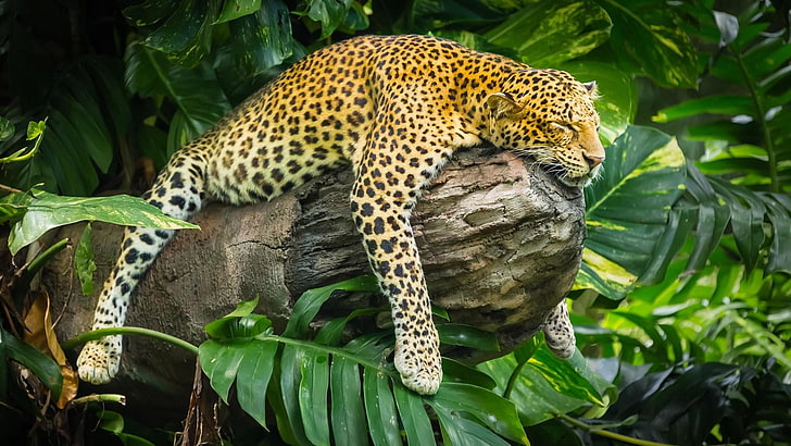 leopard, sleep, wildlife, seeping, mammal, fauna, zoo, big cat, funny, HD wallpaper