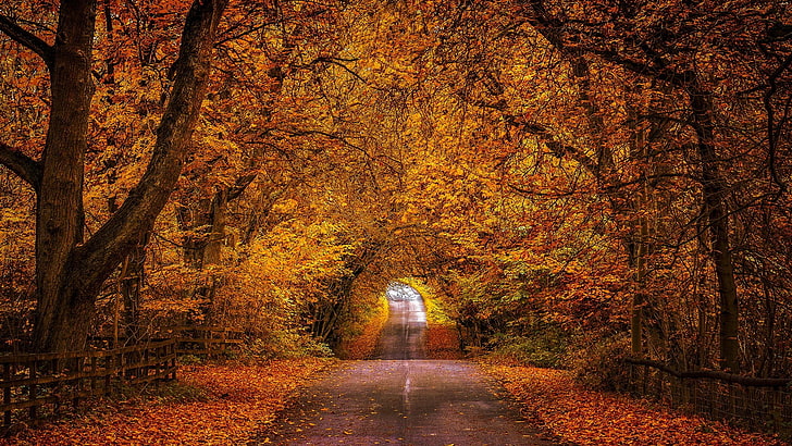 autumn, road, autumn colors, autumn leaves, HD wallpaper