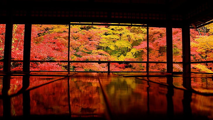 Jepang, Kyoto, Asia, alam, pohon, Wallpaper HD